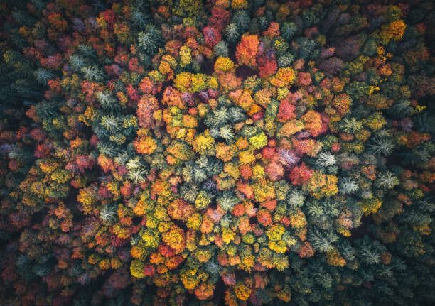 Bilde på lerret Colorful Forest