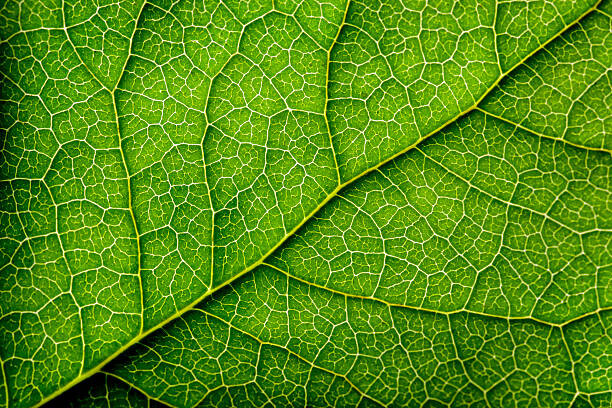 Bilde på lerret Leaves Series