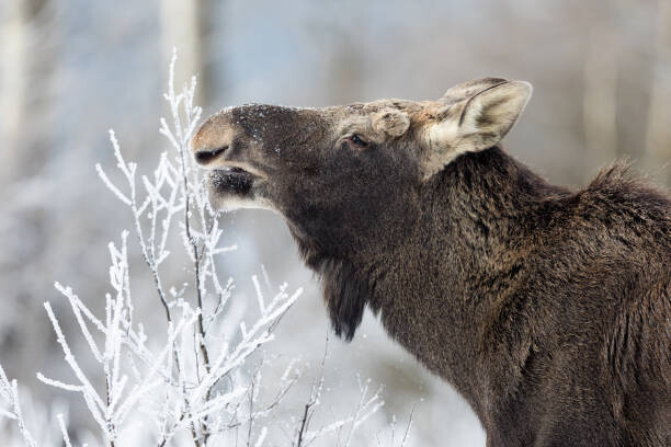 Bilde på lerret Moose (Alces alces)