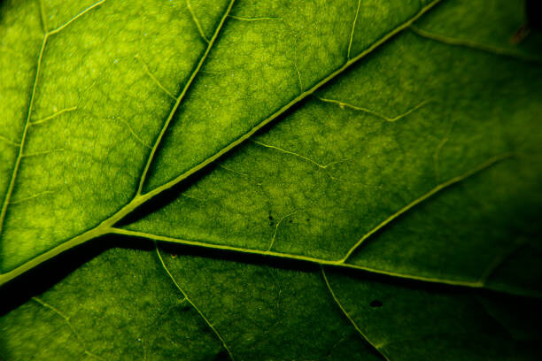 Bilde på lerret photosynthesis