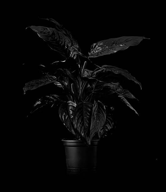Bilde på lerret Plant on black backdrop