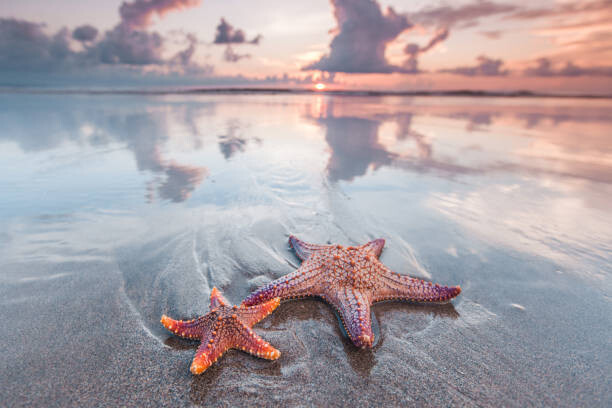 Bilde på lerret Starfish on beach