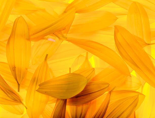 Bilde på lerret Sunflower petals