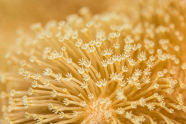 Bilde på lerret Toadstool Mushroom Leather Coral