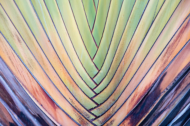 Bilde på lerret Travellers Palm