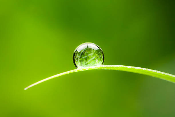Bilde på lerret Waterdrop.  Water Drop Leaf Environmental