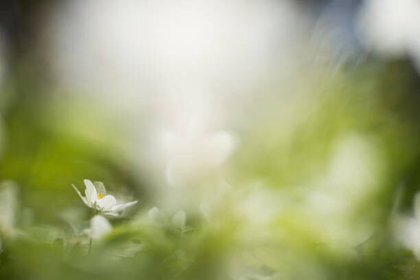 Bilde på lerret white willows in spring in clear