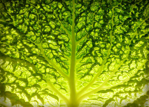 Sticker Lettuce leaf detail