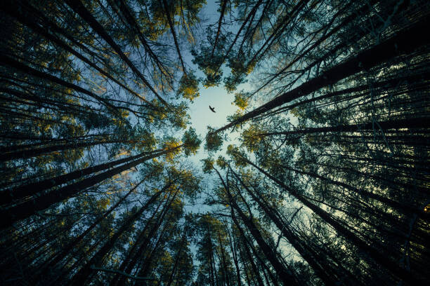 Samolepka Low angle view of trees in forest,Russia