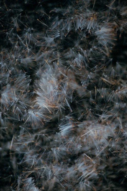 Umelecká fotografie Abstract texture of dandeleon baldes