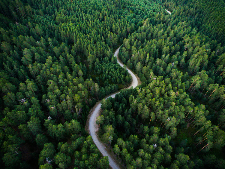 Fototapeta Aerial road crossing the forest