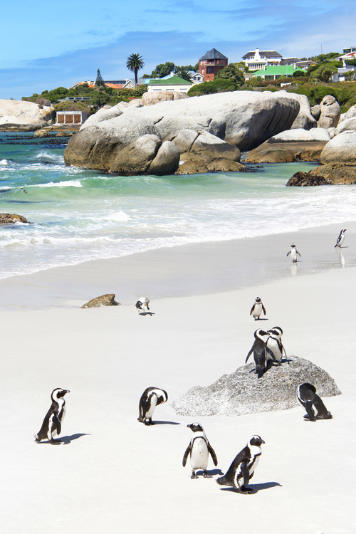 Umělecká fotografie African Penguins at Boulders Beach