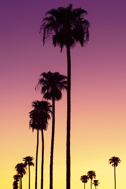 Художня фотографія American West - Sunset Palm Trees