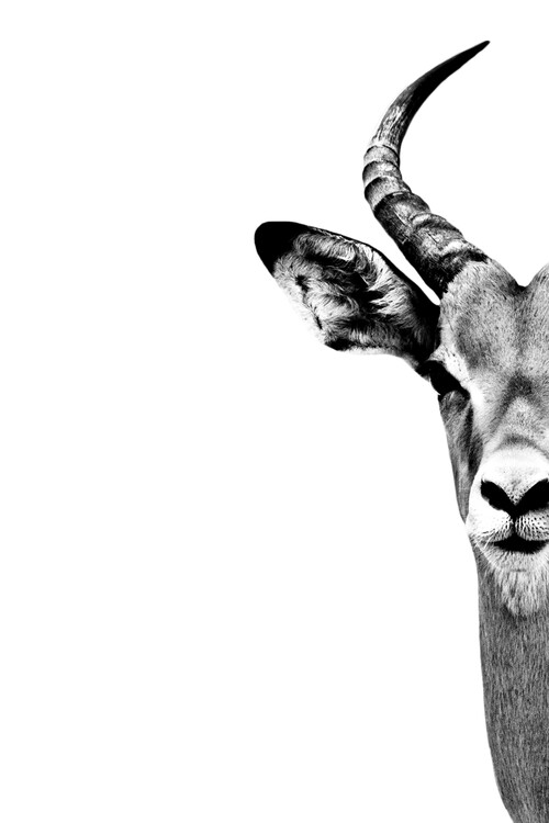 Umělecká fotografie Antelope Face White Edition