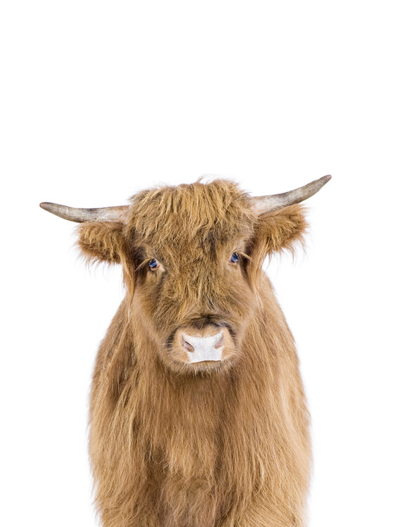 Canvas Baby Highland Cow