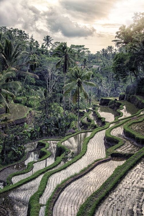 Fotografie de artă Bali Landscape