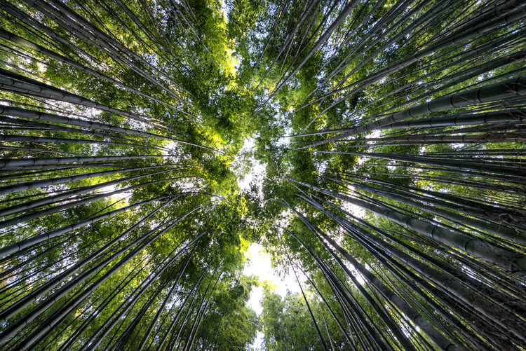 Umělecká fotografie Bamboo Forest II
