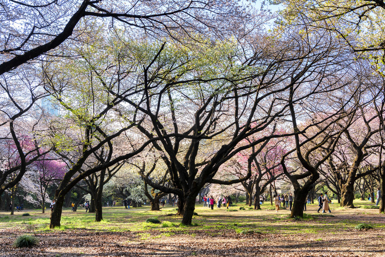 Umelecká fotografie Beautiful Sakura Trees
