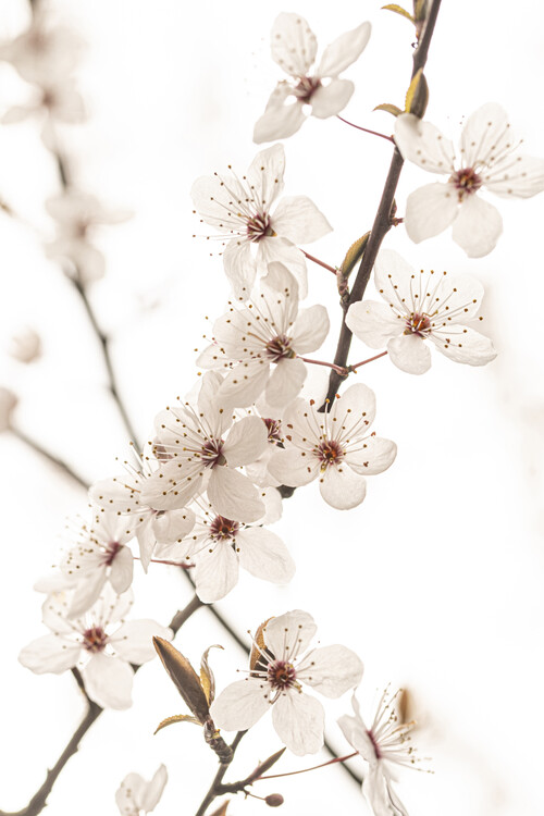 Slika na platnu Blossoming