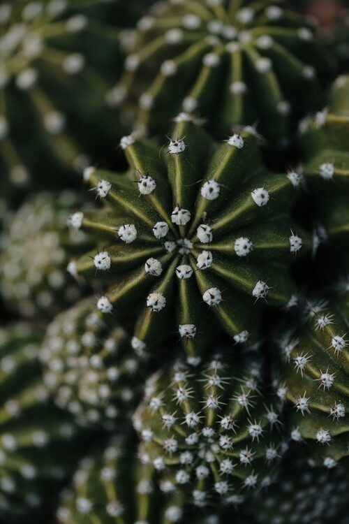 Umjetnička fotografija Cactus from above