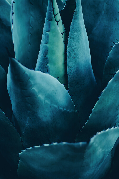 Umělecká fotografie Cactus No 4