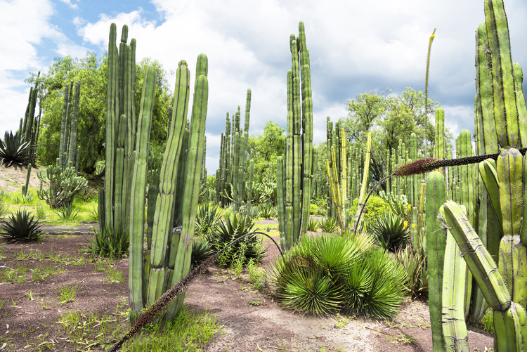 Fotografia artystyczna Cardon Cactus