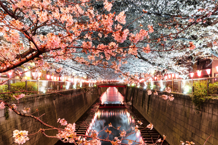 Fotobehang Cherry Blossom at Meguro River