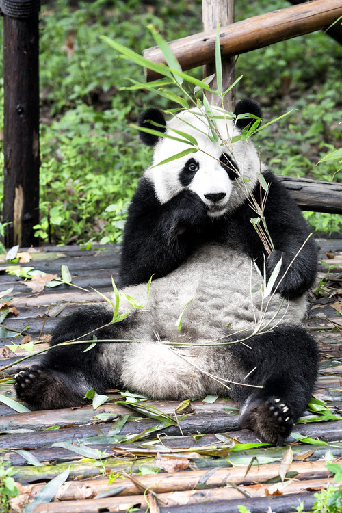 Umelecká fotografie China 10MKm2 Collection - Giant Panda