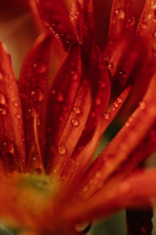 Umělecká fotografie Detail of red flowers 2