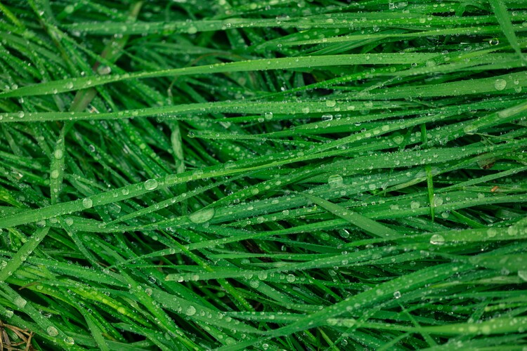 Fotografia artystyczna Details of grass