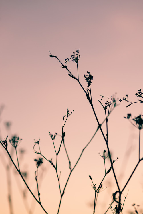 Fotomural Dried plants on a pink sunset