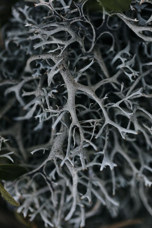 Umetniška fotografija Dry plants from the forest