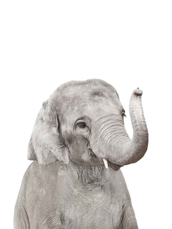 Elephant 2 Fototapete