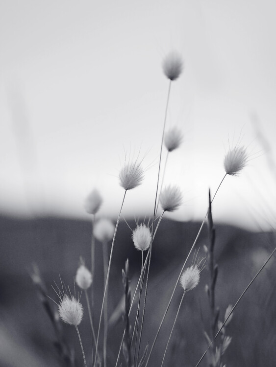 Kunstfotografi Field Grass
