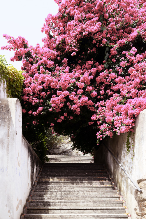 Umetniška fotografija Flowery Staircase