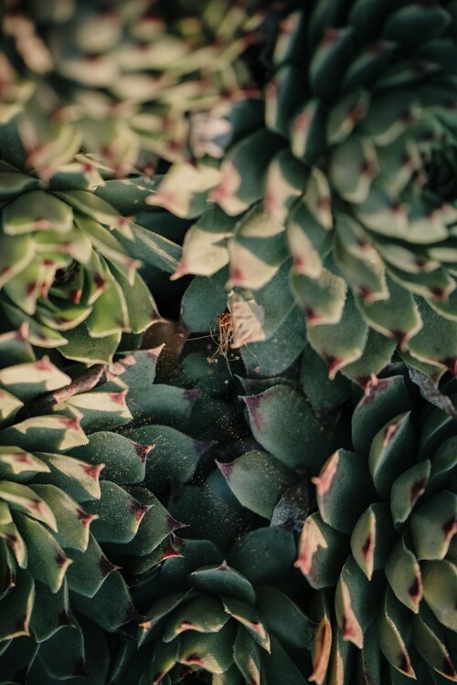 Umjetnička fotografija Garden cactus leaves