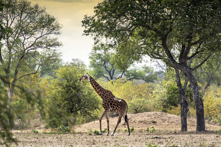 Umelecká fotografie Giraffe in the Savanna