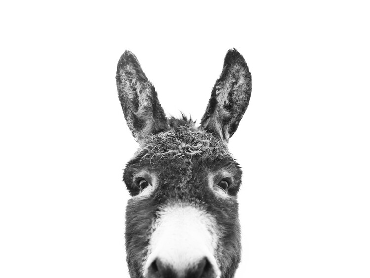Umělecká fotografie Hello donkey
