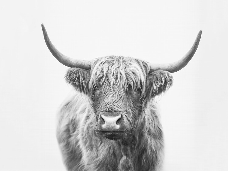 Umelecká fotografie Highland bull