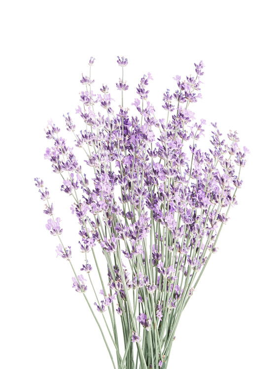 Художествена фотография Lavender