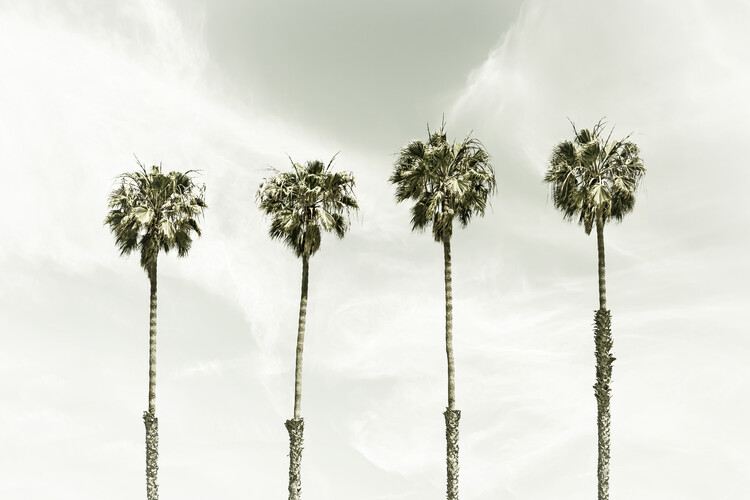 Minimalist Palm Trees | Vintage Fototapeta