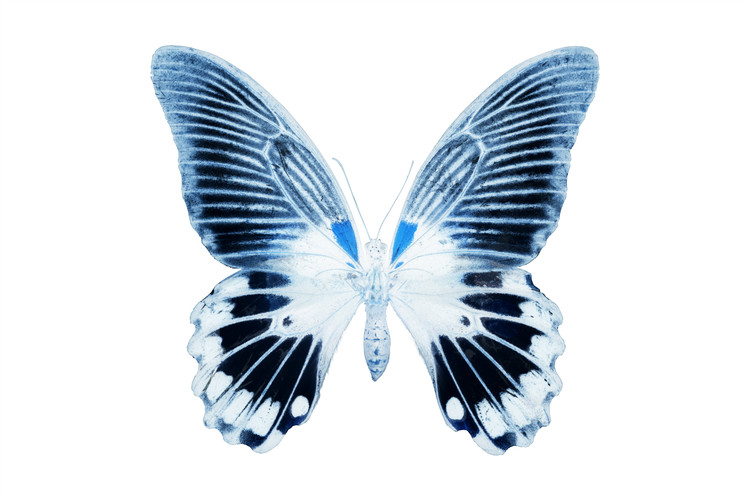 Fototapeta MISS BUTTERFLY AGENOR - X-RAY White Edition
