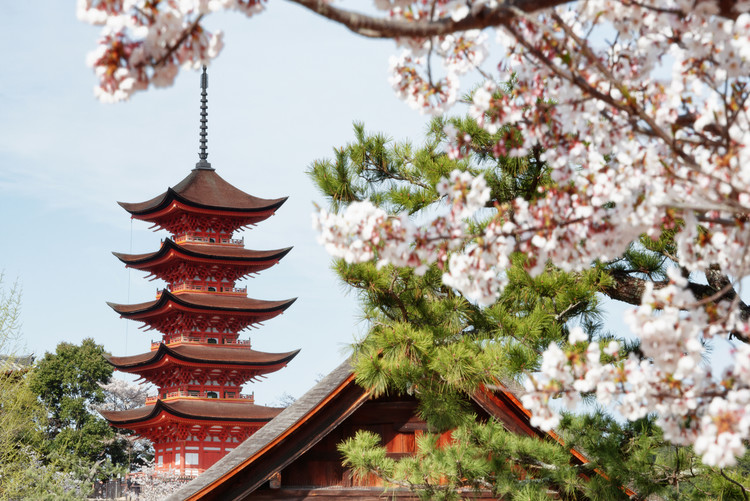 Umělecká fotografie Miyajima Pagoda with Sakura