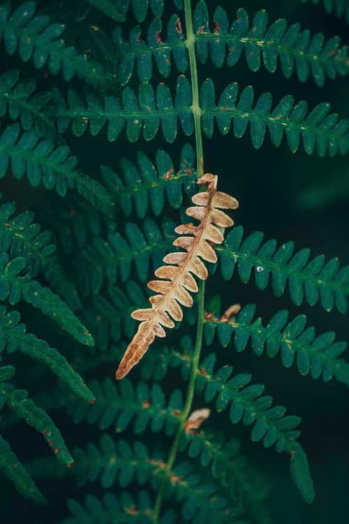 Konstfotografering One dry fern blade