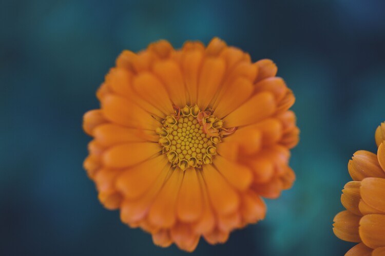 Художня фотографія Orange flowers at dusk 1
