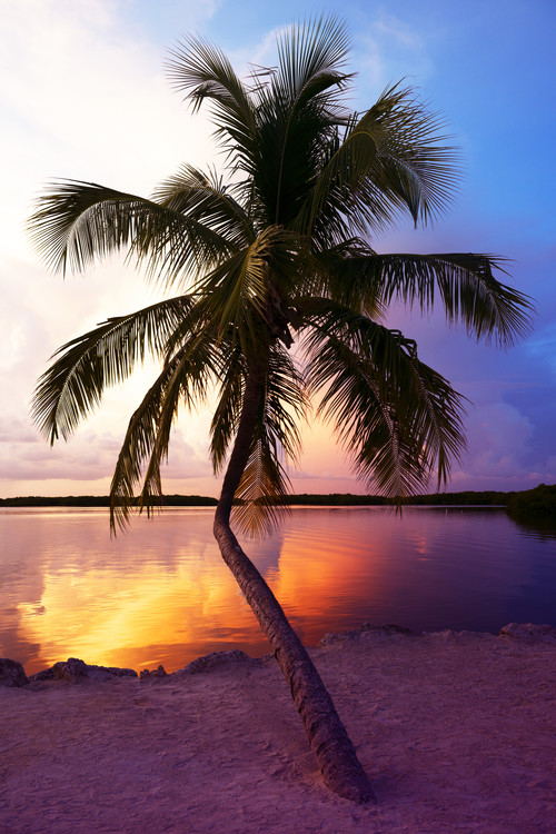 Umelecká fotografie Palm Tree at Sunset - Florida