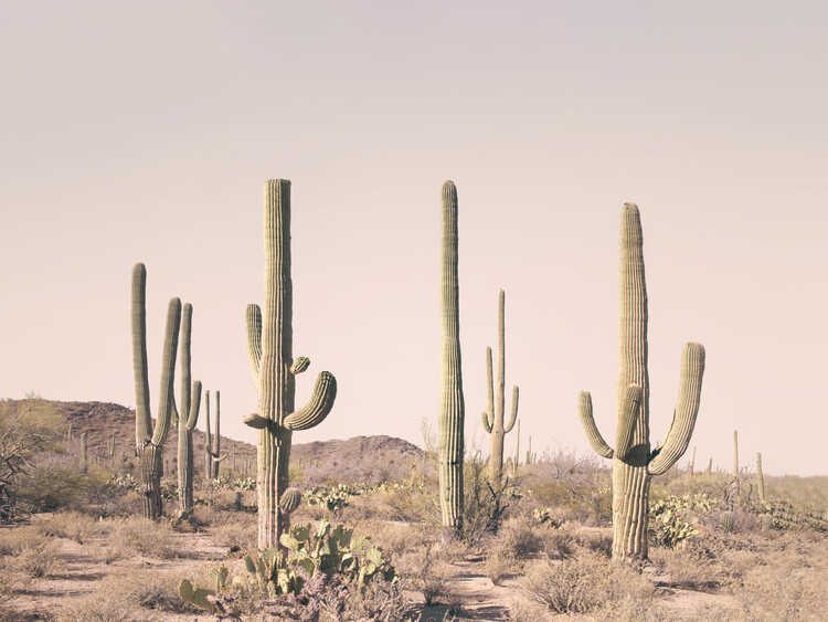 Umelecká fotografie Pastel Cactus Desert