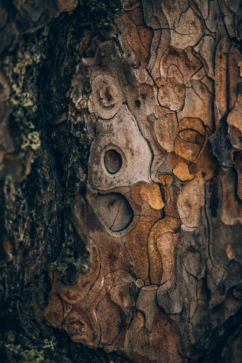 Kunstfotografi Pine wood