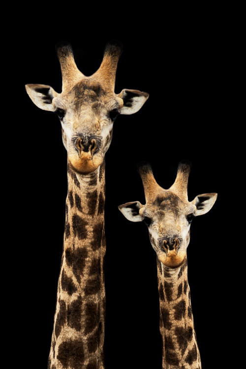 Umjetnička fotografija Portrait of Giraffe and Baby Black Edition
