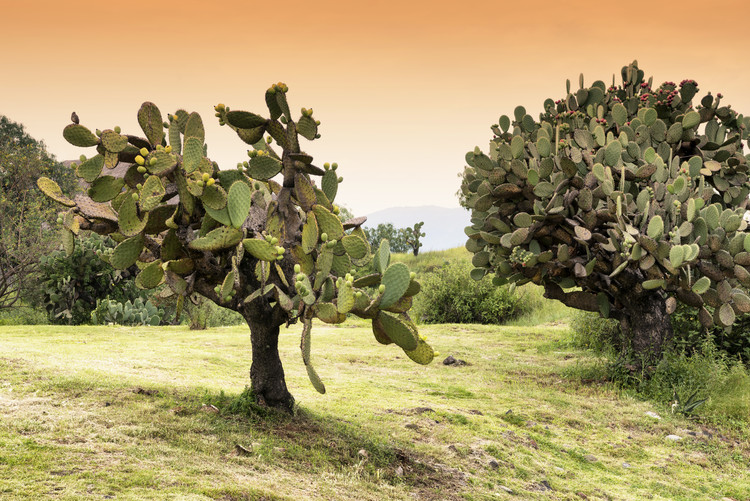 Umelecká fotografie Prickly Pear Cactus